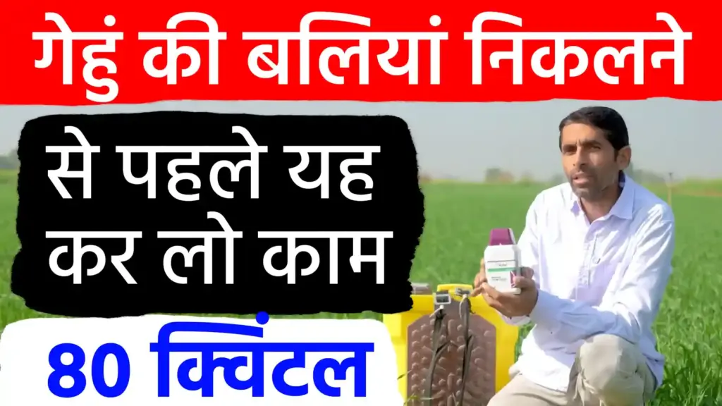 गेहूँ की खेती: 80 क्विंटल पैदावार के लिए अपनाएं यह चमत्कारी फॉर्मूला