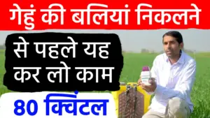 गेहूँ की खेती: 80 क्विंटल पैदावार के लिए अपनाएं यह चमत्कारी फॉर्मूला