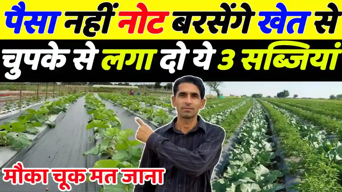 परंपरागत खेती छोड़ सब्जी उत्पादन से बदलें किस्मत कृषि विशेषज्ञों के अनुसार, धान, गेहूं और गन्ने जैसी पारंपरिक फसलों में मुनाफा सीमित होता है। यदि किसान कम समय में अधिक पैसा कमाना चाहते हैं, तो उन्हें सब्जी फसलों की ओर रुख करना चाहिए। जनवरी और फरवरी का समय कुछ चुनिंदा सब्जियों की बुवाई के लिए सबसे उत्तम माना गया है। सही प्रबंधन और अच्छी किस्म के बीजों का चुनाव करके किसान एक एकड़ खेत से २ से ३ लाख रुपये तक का मुनाफा कमा सकते हैं।  1. ग्वार फली (Cluster Beans): कम लागत, दोहरा फायदा ग्वार फली को अक्सर किसान हल्के में लेते हैं, लेकिन बाजार में इसकी मांग और कीमत हमेशा ऊंची बनी रहती है। जनवरी में बुवाई करने पर शुरुआती बाजार भाव १०० से १२० रुपये किलो तक मिल सकते हैं। इस फसल की सबसे बड़ी खूबी यह है कि इसकी जड़ों में मौजूद राइजोबियम मिट्टी की उर्वरा शक्ति (Fertility) बढ़ाता है। इसे एक बार लगाकर अगस्त महीने तक लगातार तुड़वाई की जा सकती है, जिससे लंबे समय तक आय सुनिश्चित होती है।  2. भिंडी (Okra): गर्मियों का 'एटीएम' भिंडी की फसल को गर्मियों के मौसम के लिए सबसे भरोसेमंद माना जाता है। उत्तर भारत में २० जनवरी के बाद इसकी बुवाई की जा सकती है। बुवाई के ५०-५५ दिनों बाद उत्पादन शुरू हो जाता है। शुरुआत में ५० से ७० रुपये प्रति किलो के भाव मिलने की संभावना रहती है। यदि फसल का सही प्रबंधन किया जाए, तो भिंडी से ६ से ७ महीने तक लगातार उत्पादन लिया जा सकता है, जो किसानों के लिए निरंतर आय का स्रोत बनती है। 3. तोरई और करेला (Sponge Gourd & Bitter Gourd) बेलवर्गीय फसलों में तोरई और करेला अत्यधिक मुनाफे वाली फसलें हैं। तोरई की खेती में अन्य सब्जियों की तुलना में खर्च बहुत कम आता है और बीमारियां भी कम लगती हैं। वहीं, करेला एक ऐसी फसल है जिसकी मांग हर मंडी में साल भर रहती है। पिछले साल करेले ने किसानों को सबसे ज्यादा मुनाफा दिया था। जनवरी-फरवरी में लगा हुआ करेला शुरुआती दौर में ६०-७० रुपये किलो तक बिक सकता है, जो बाद में भी ३०-४० रुपये से नीचे नहीं जाता।  4. लोबिया या बरबटी (Cowpea) लोबिया एक ऐसी सब्जी है जिसका थोक भाव मंडियों में कभी भी ५० रुपये किलो से कम नहीं देखा जाता। इसे किसान मुख्य फसल के तौर पर या अन्य फसलों के साथ 'इंटरक्रॉपिंग' (Intercropping) के रूप में भी लगा सकते हैं। जनवरी के अंत में लगाई गई लोबिया की फसल साल भर में सबसे अधिक भाव दिलाती है। यह कम समय में तैयार होने वाली और अधिक उत्पादन देने वाली चुनिंदा फसलों में से एक है।  सफलता का मंत्र: बेहतर खेत की तैयारी सब्जी उत्पादन में सफलता पाने के लिए विशेषज्ञों ने खेत की अच्छी तैयारी पर जोर दिया है। बुवाई से पहले खेत की गहरी जुताई, प्रचुर मात्रा में देसी खाद (गोबर खाद) और संतुलित रासायनिक खादों का प्रयोग करना चाहिए। इसके साथ ही, खरपतवार नियंत्रण और समय-समय पर कीटनाशकों व फफूंदनाशकों का छिड़काव फसल की आयु बढ़ाता है। किसान जितनी लंबी अवधि तक फसल चलाएंगे, उनका मुनाफा उतना ही अधिक होगा। 